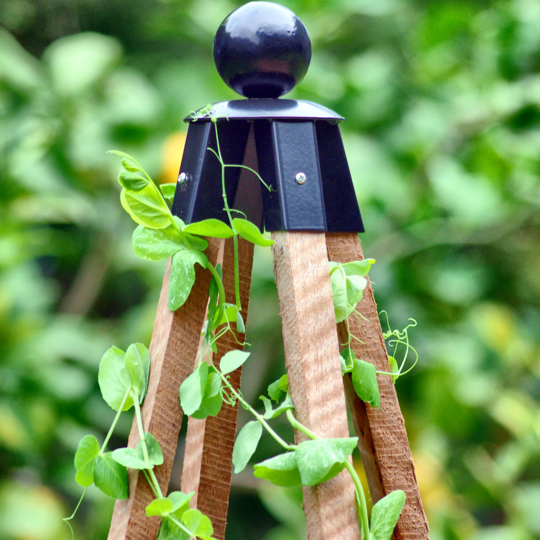 Sweet Pea Combo with Obelisk and Netting