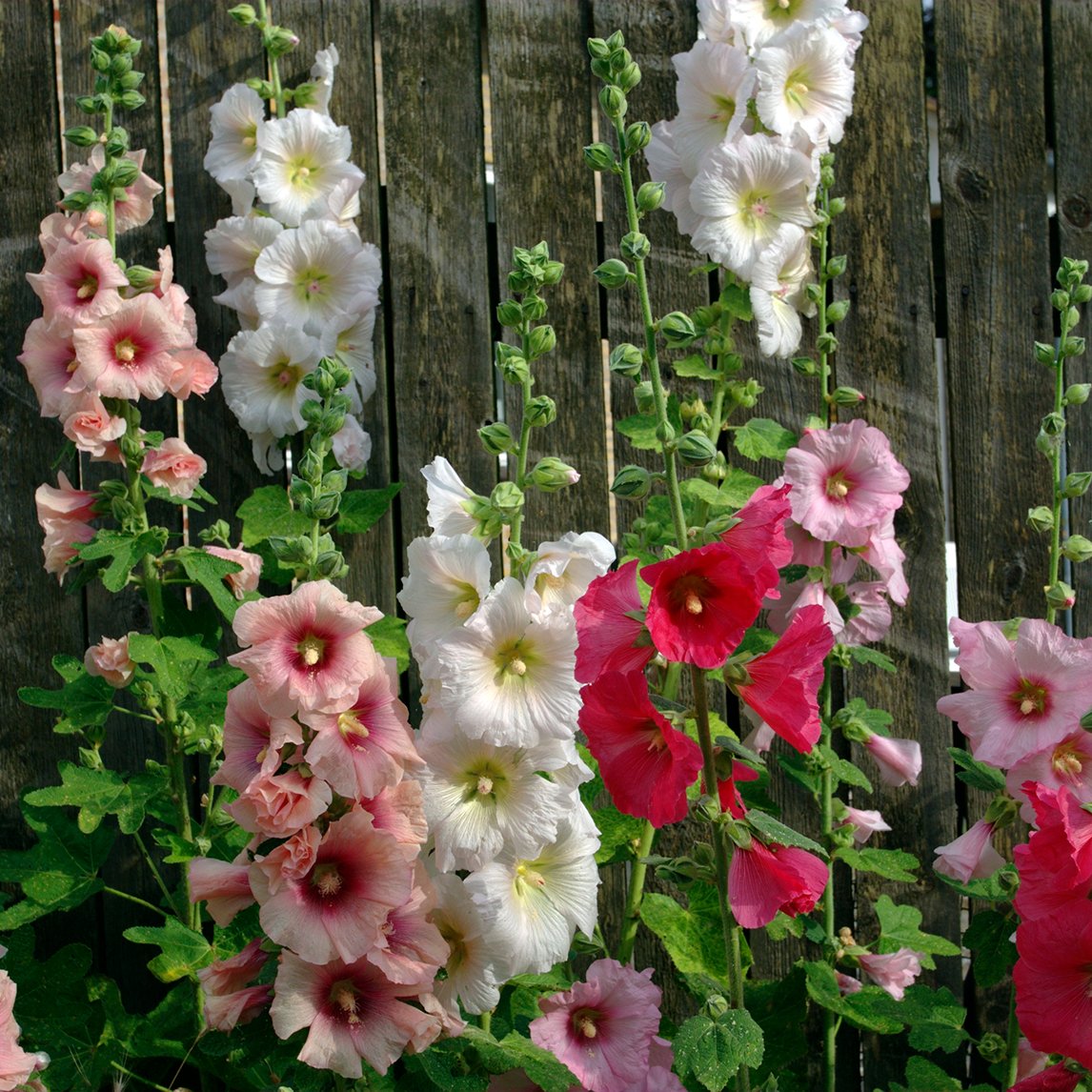 Hollyhock Cottage Single Mix