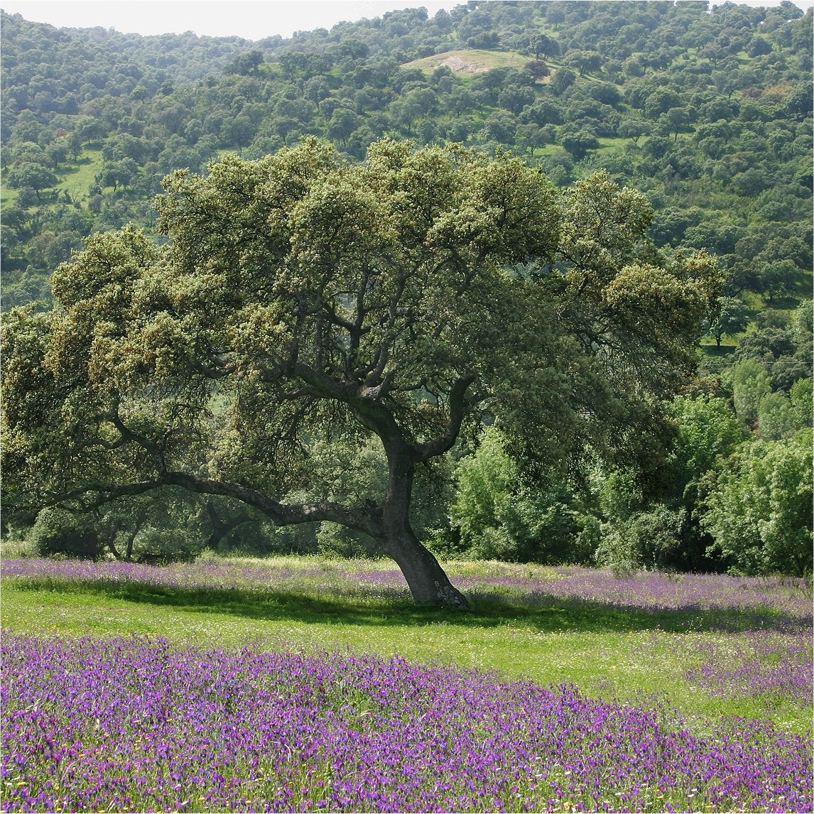 Holm Oak