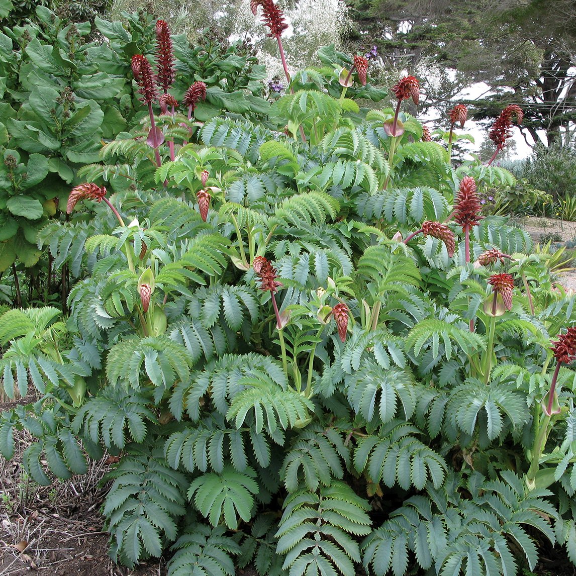 Honey Bush