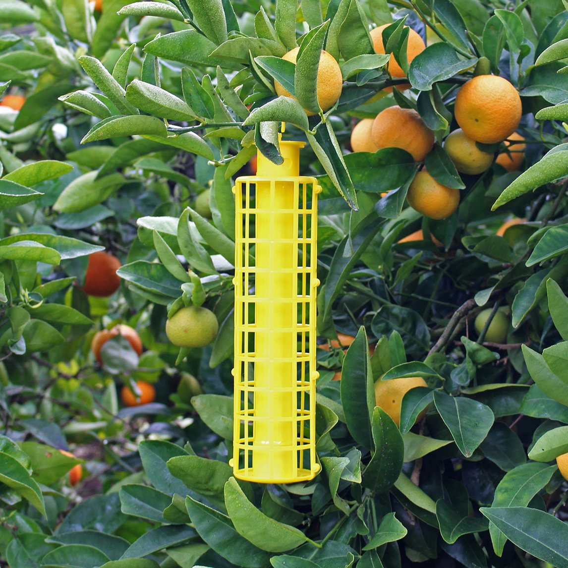 Apple Tree Insect Traps Fruit Fly Trap On Tree