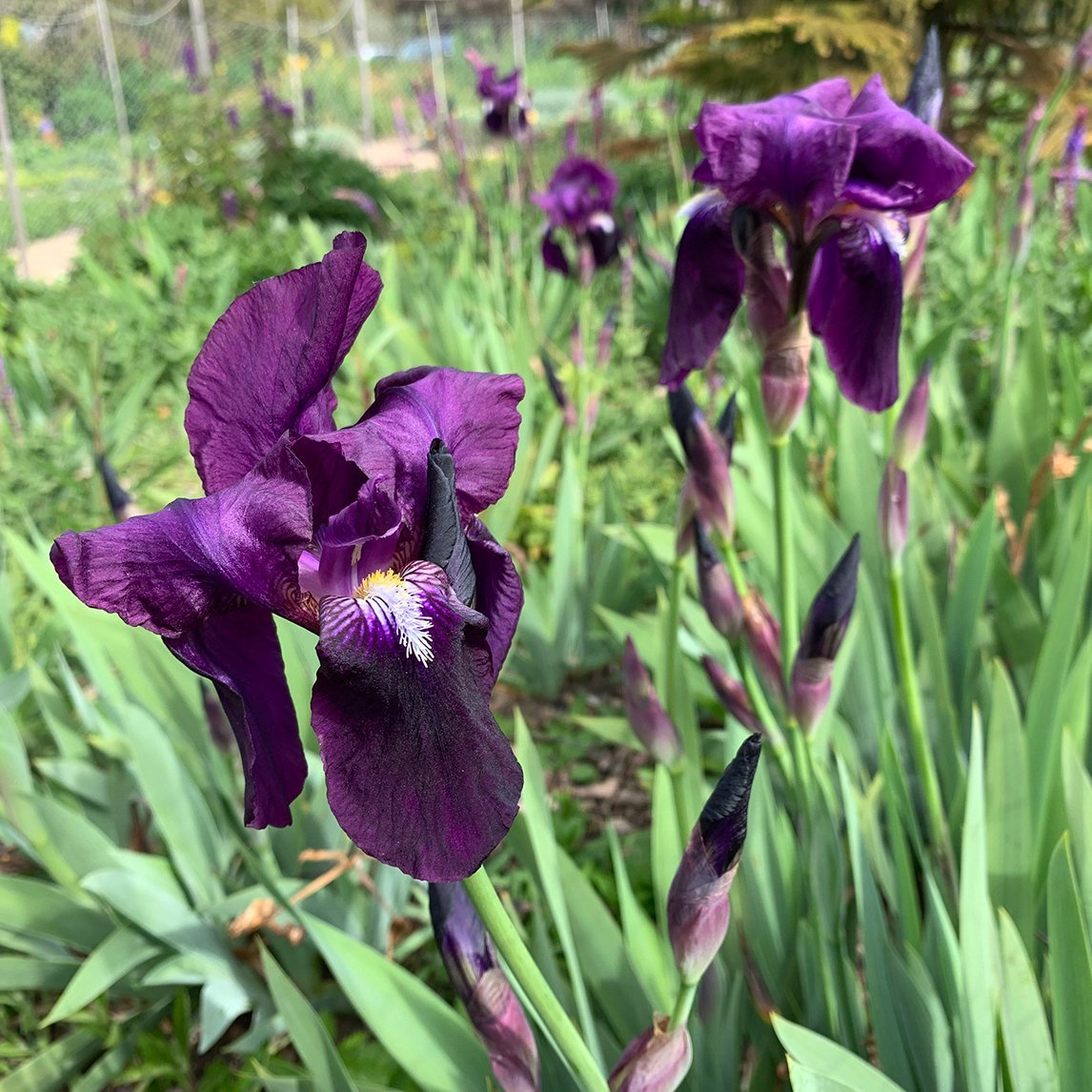 Settlers Iris Blue (3 Rhizomes)