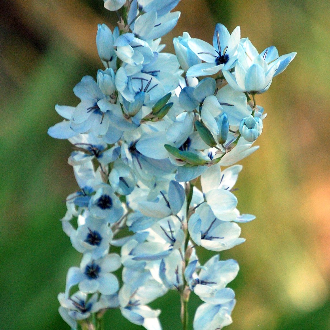 Ixia Duck Egg Blue (3 Bulbs)