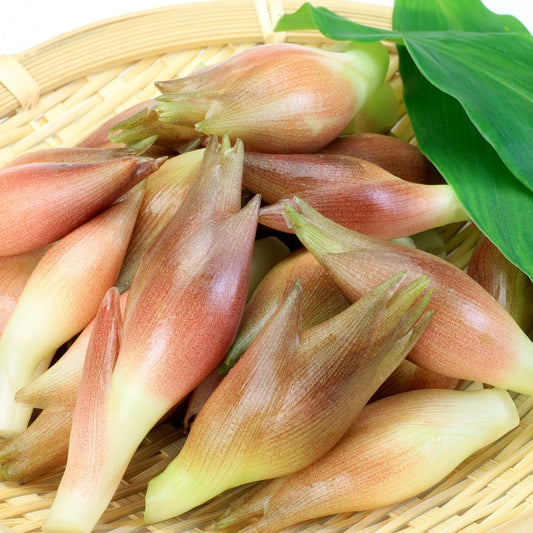 Japanese Ginger