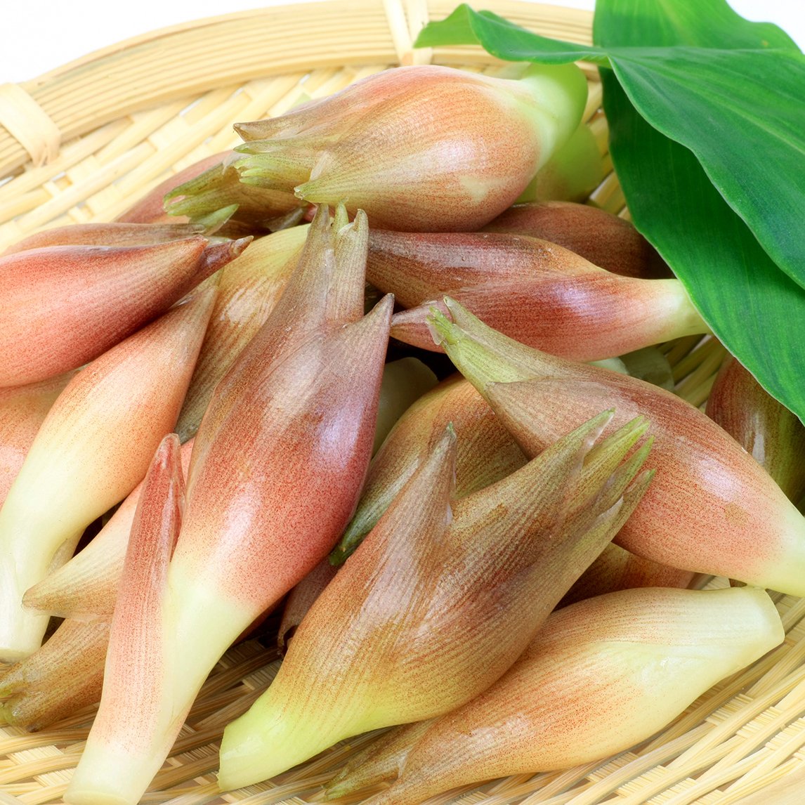 Japanese Ginger