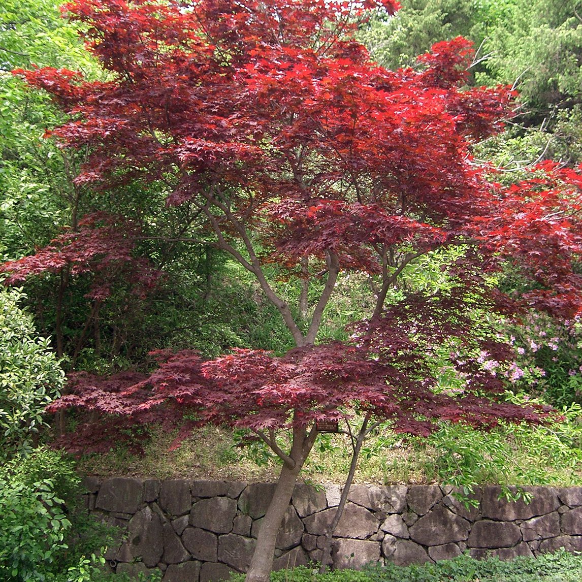Autumn Colour Tree Collection