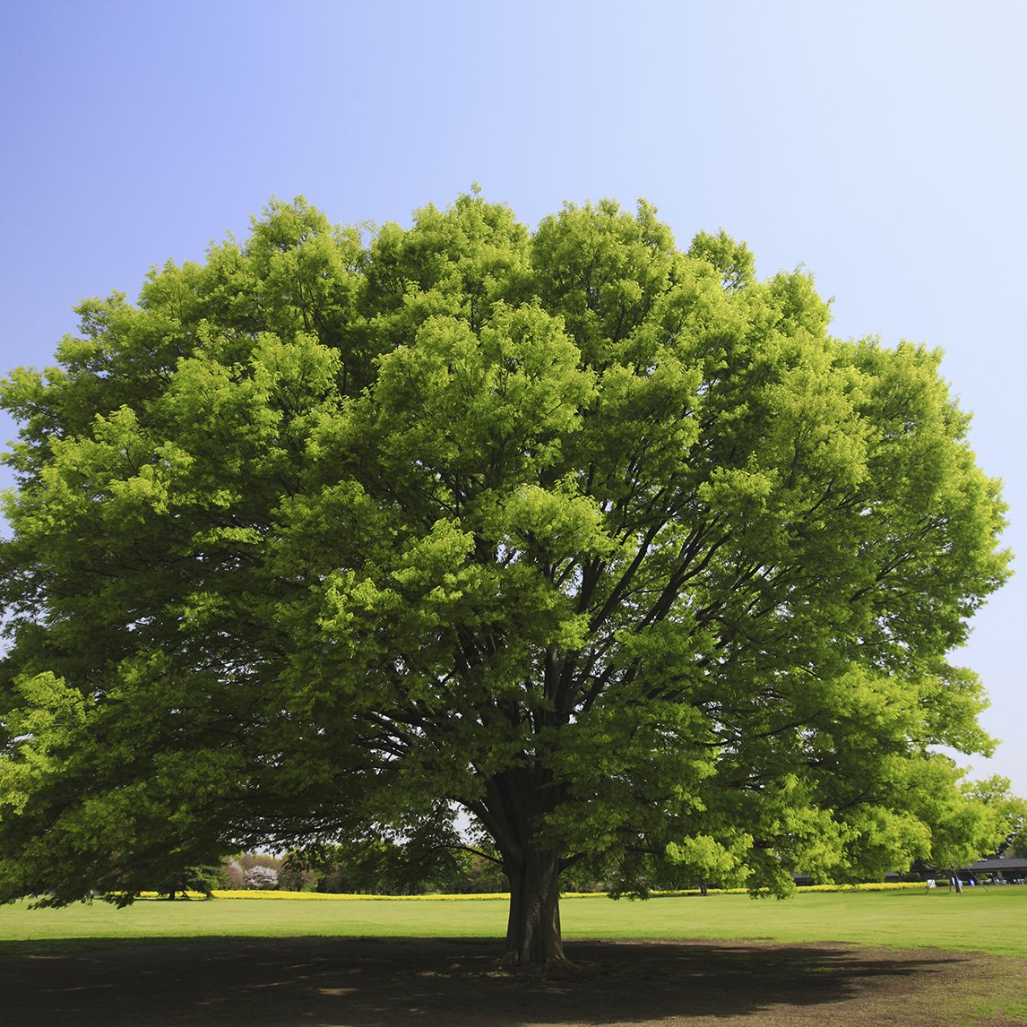 Japanese Zelkova