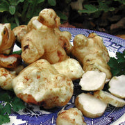 Jerusalem Artichoke