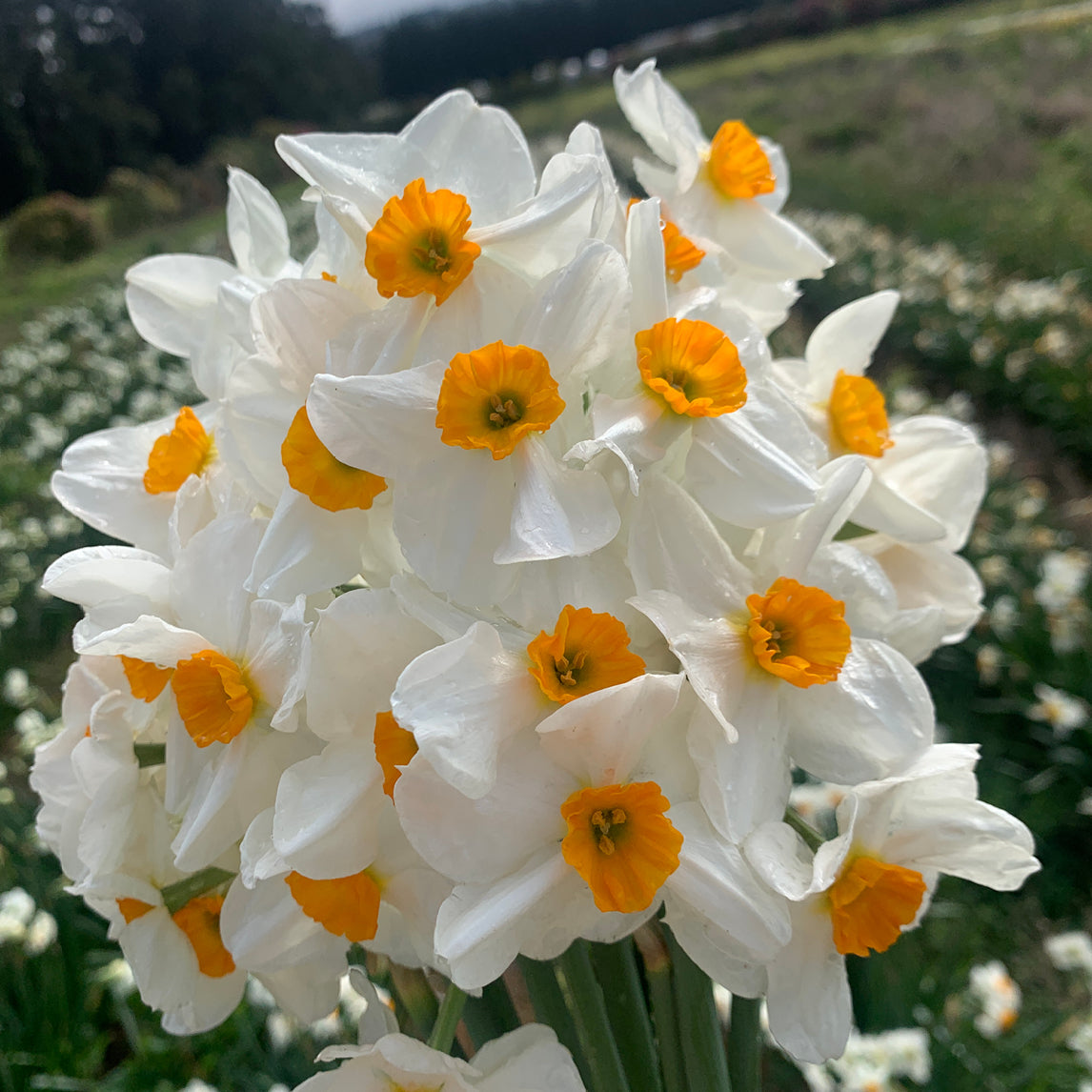 Jonquil 'Geranium'