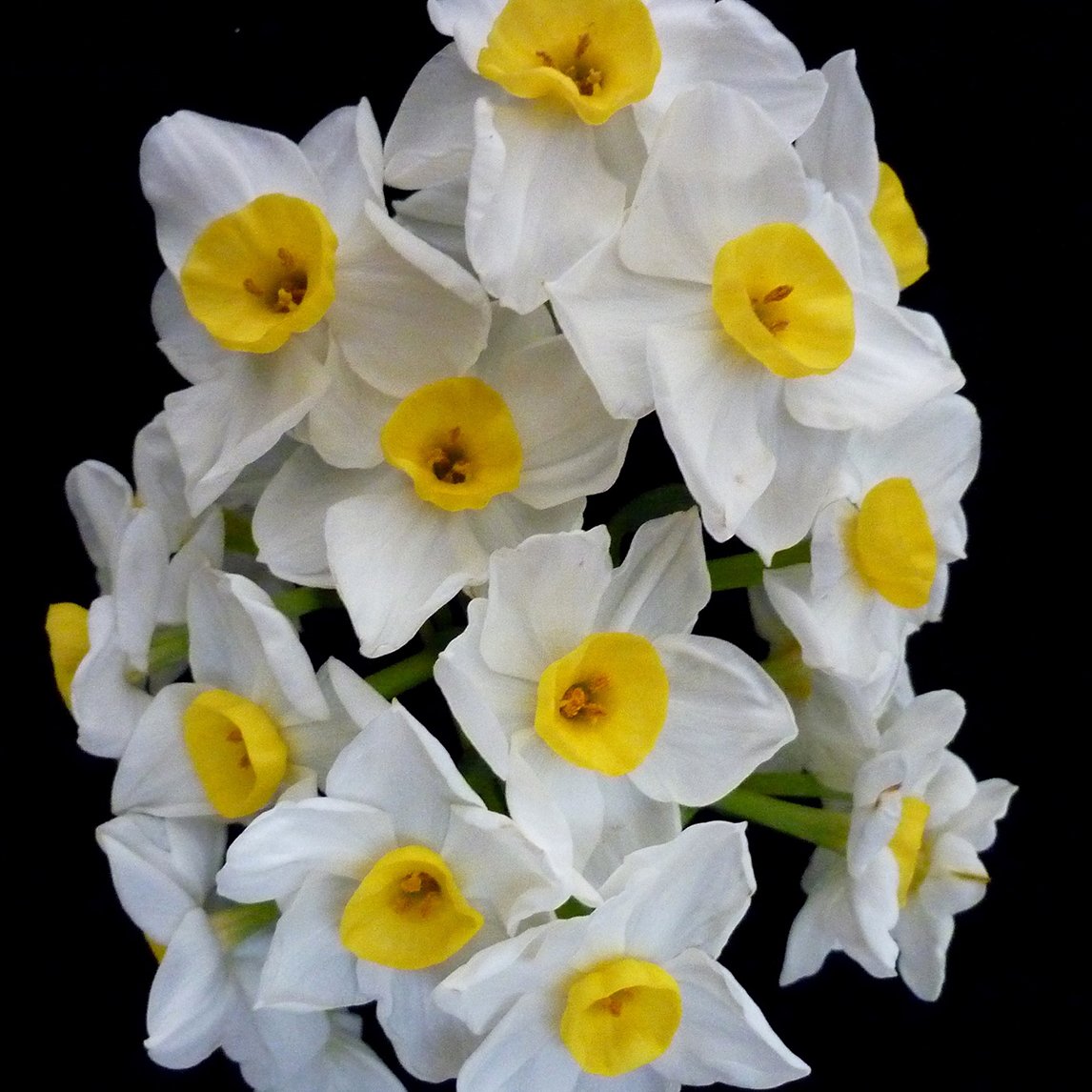 Jonquil &#39;Grand Monarch&#39;