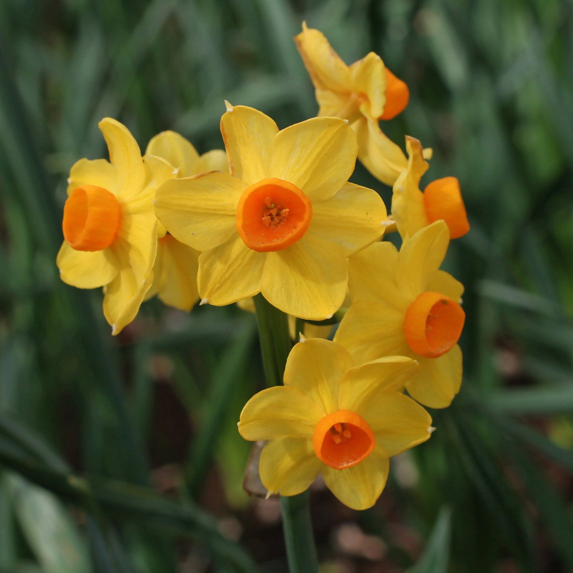 Jonquil 'Grand Soleil D'Or'