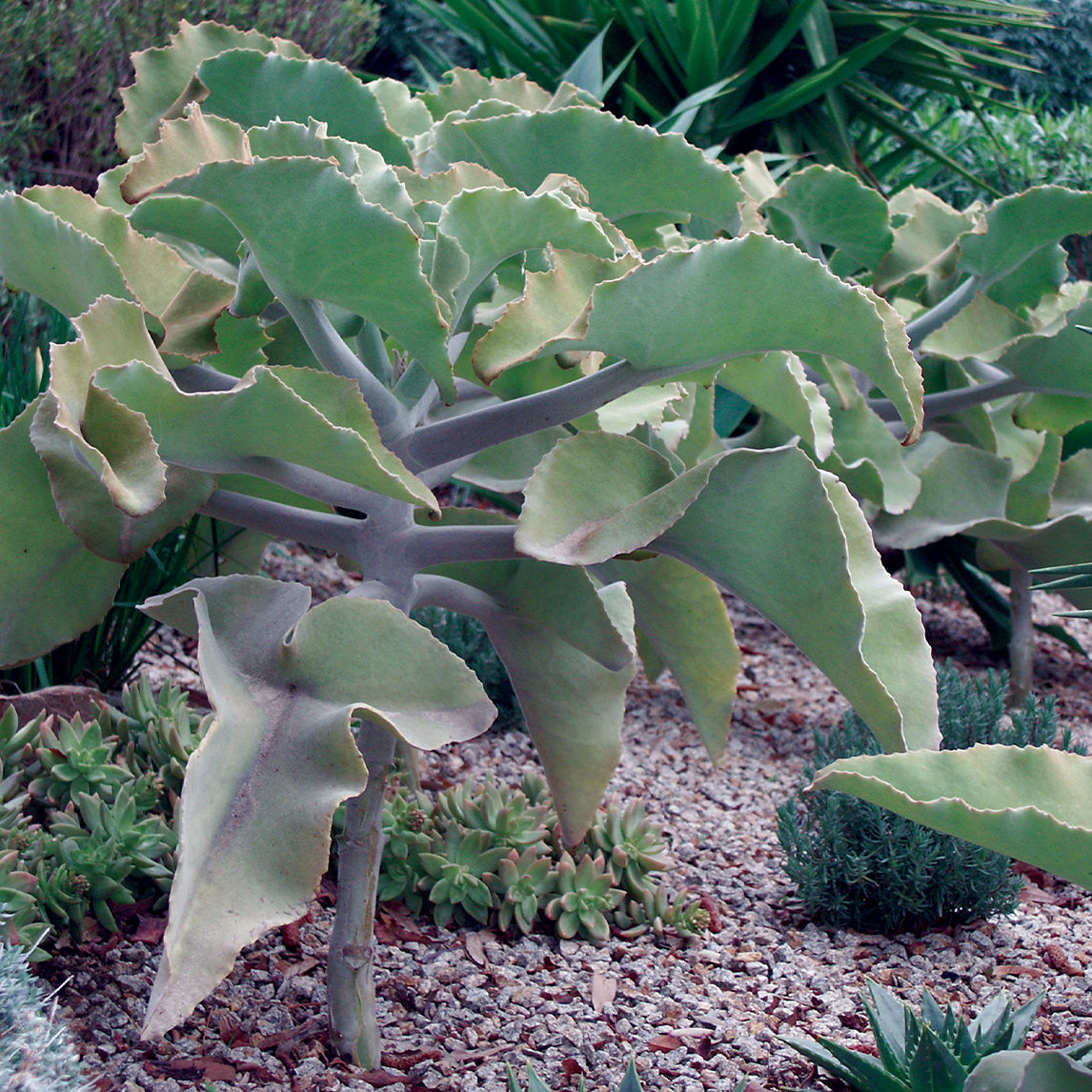Kalanchoe Beharensis
