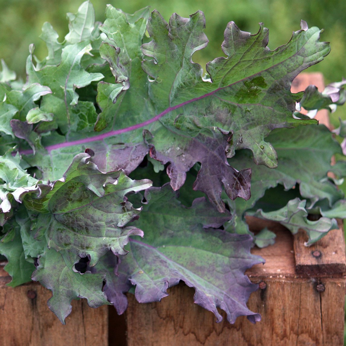Kale 'Red Russian'