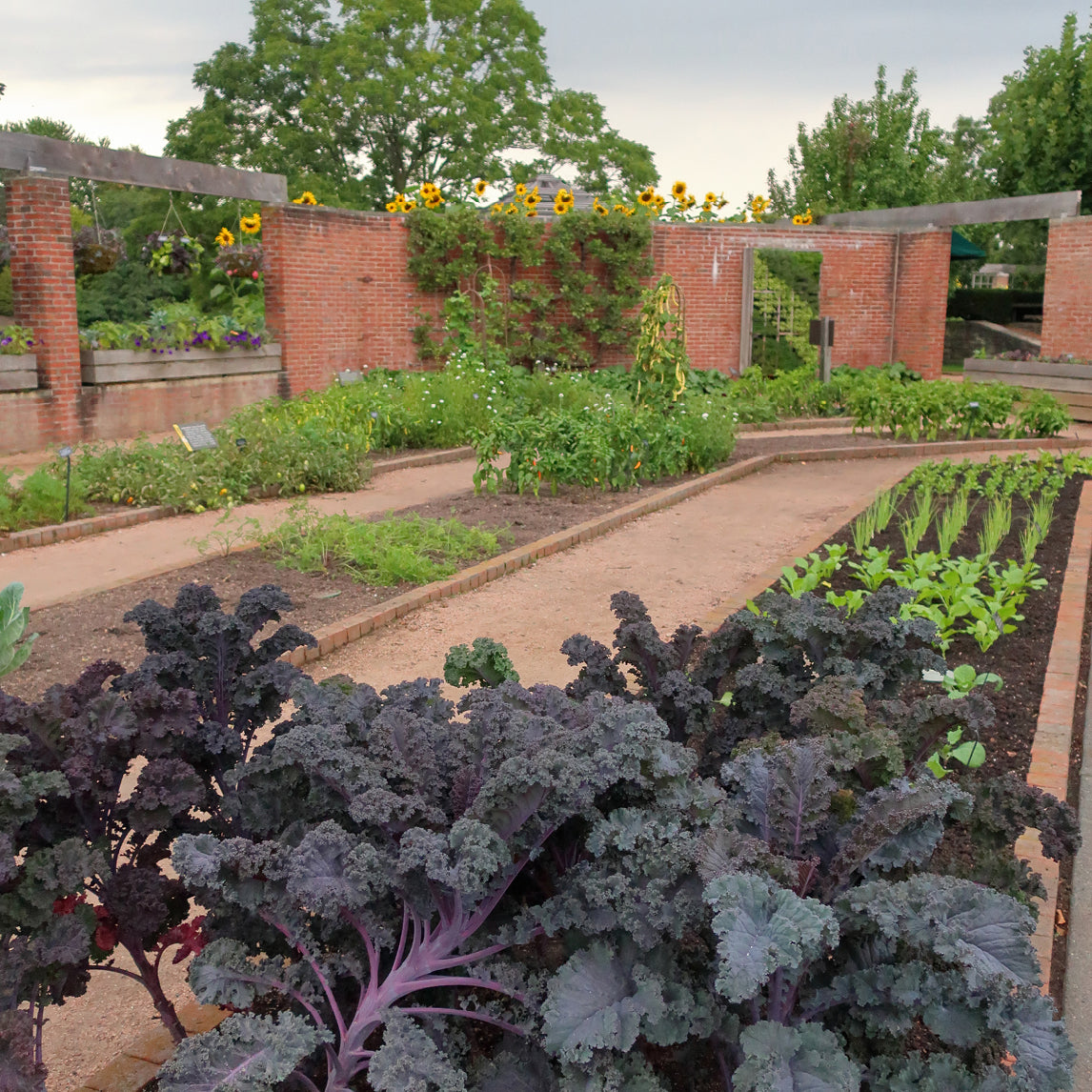 Kale 'Scarlet'