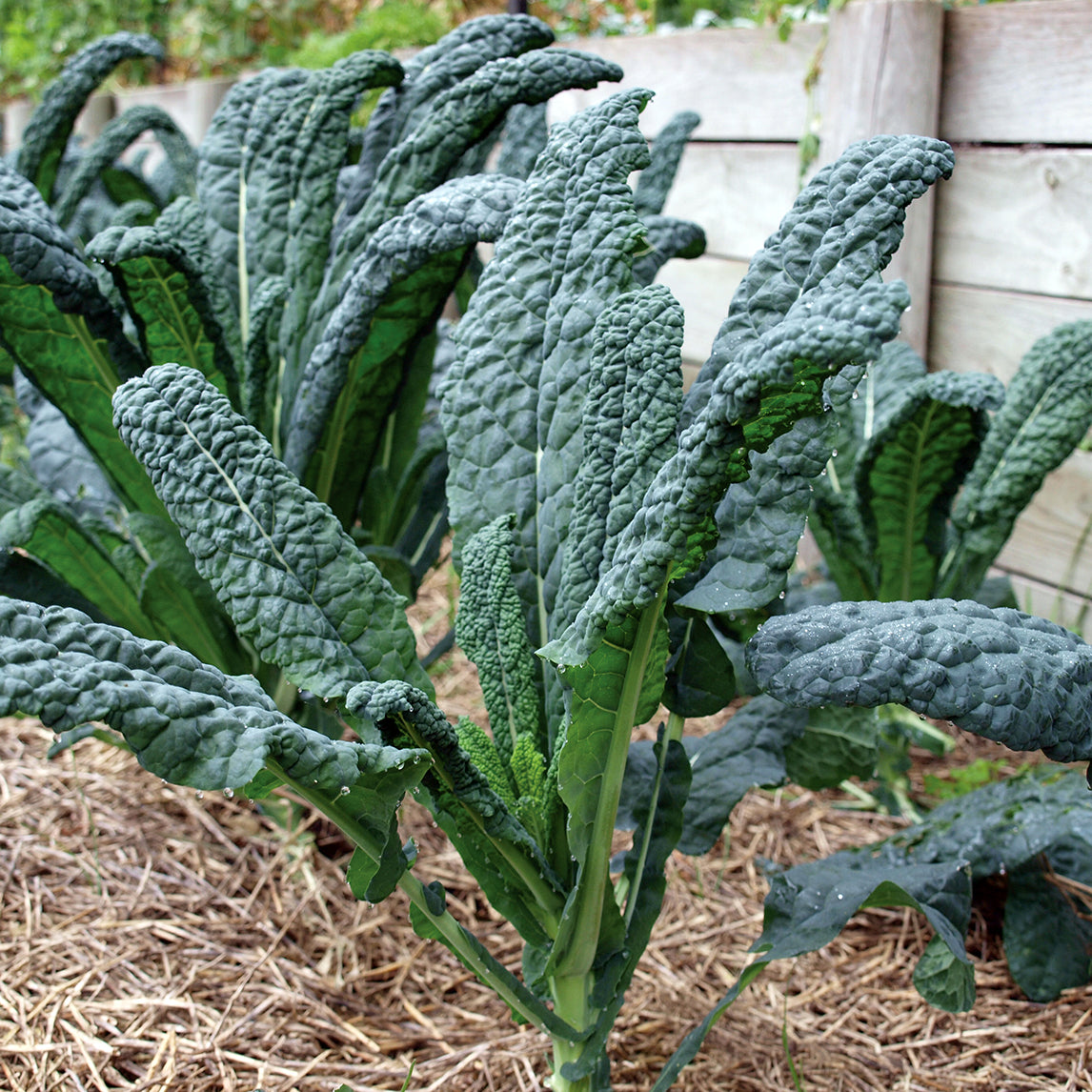 Autumn Or Spring Mini-Plot Vegetable Collection