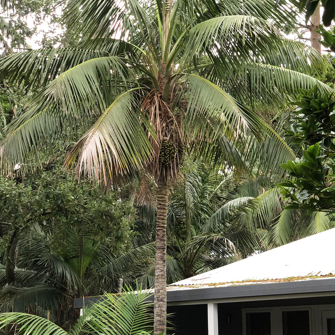 Kentia Palm Howea
