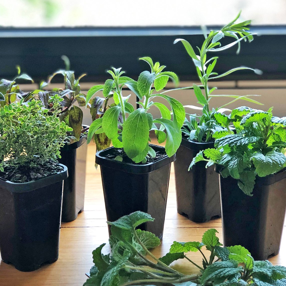 Kitchen Herb Collection