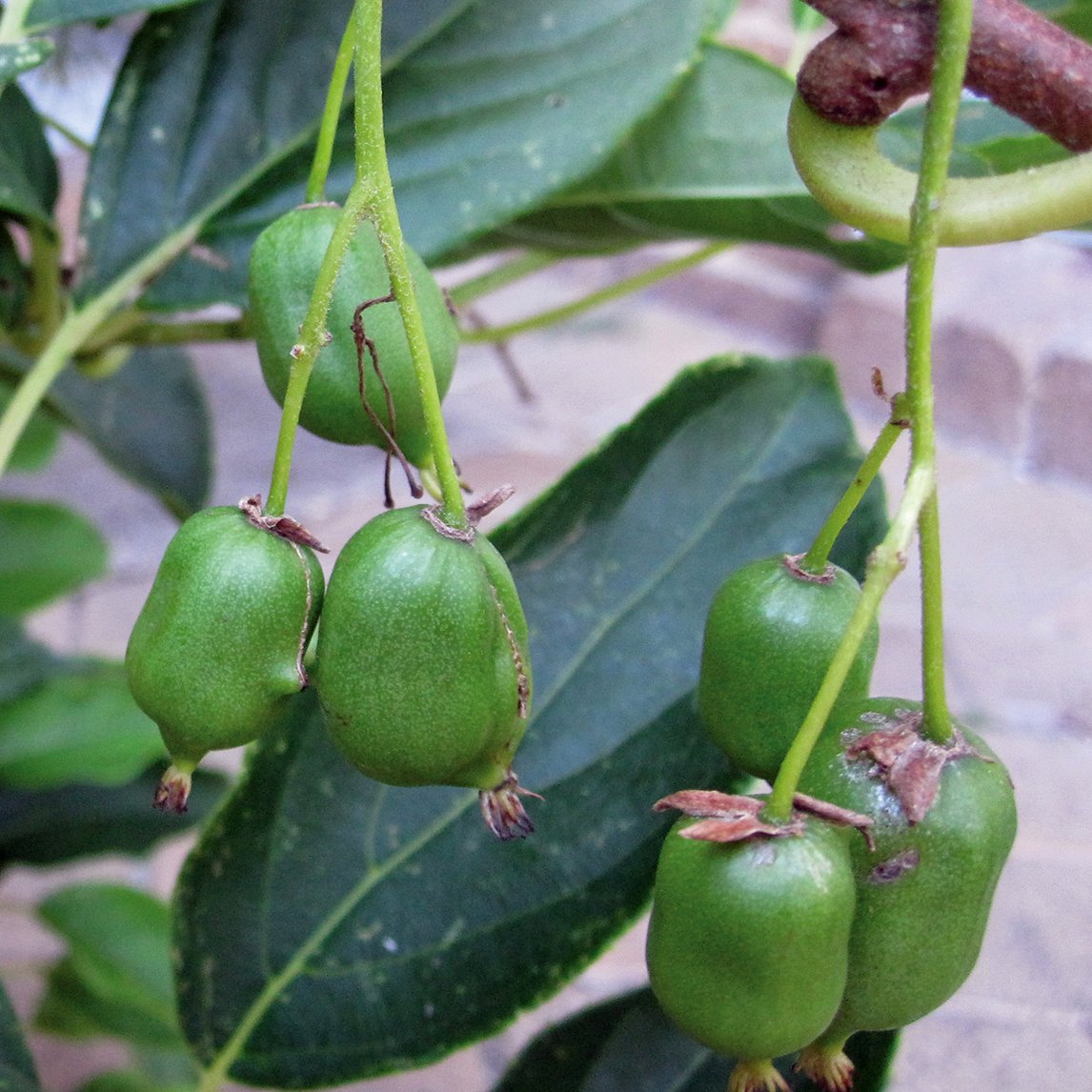 Kiwiberry 'Issai'