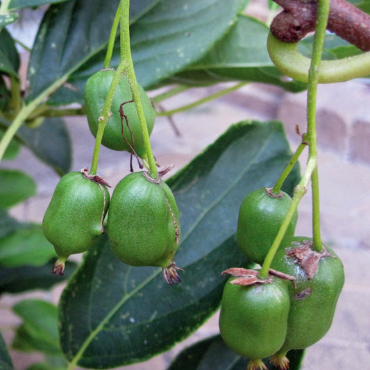 Kiwiberry 'Issai'