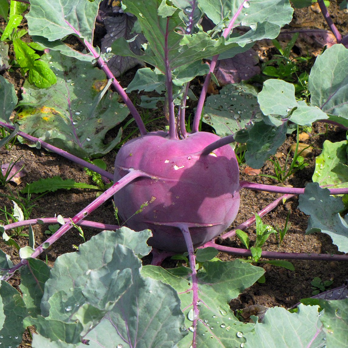 Kohlrabi