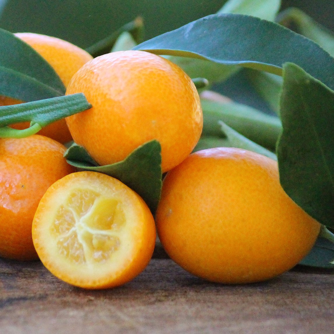 Kumquat 'Nagami'