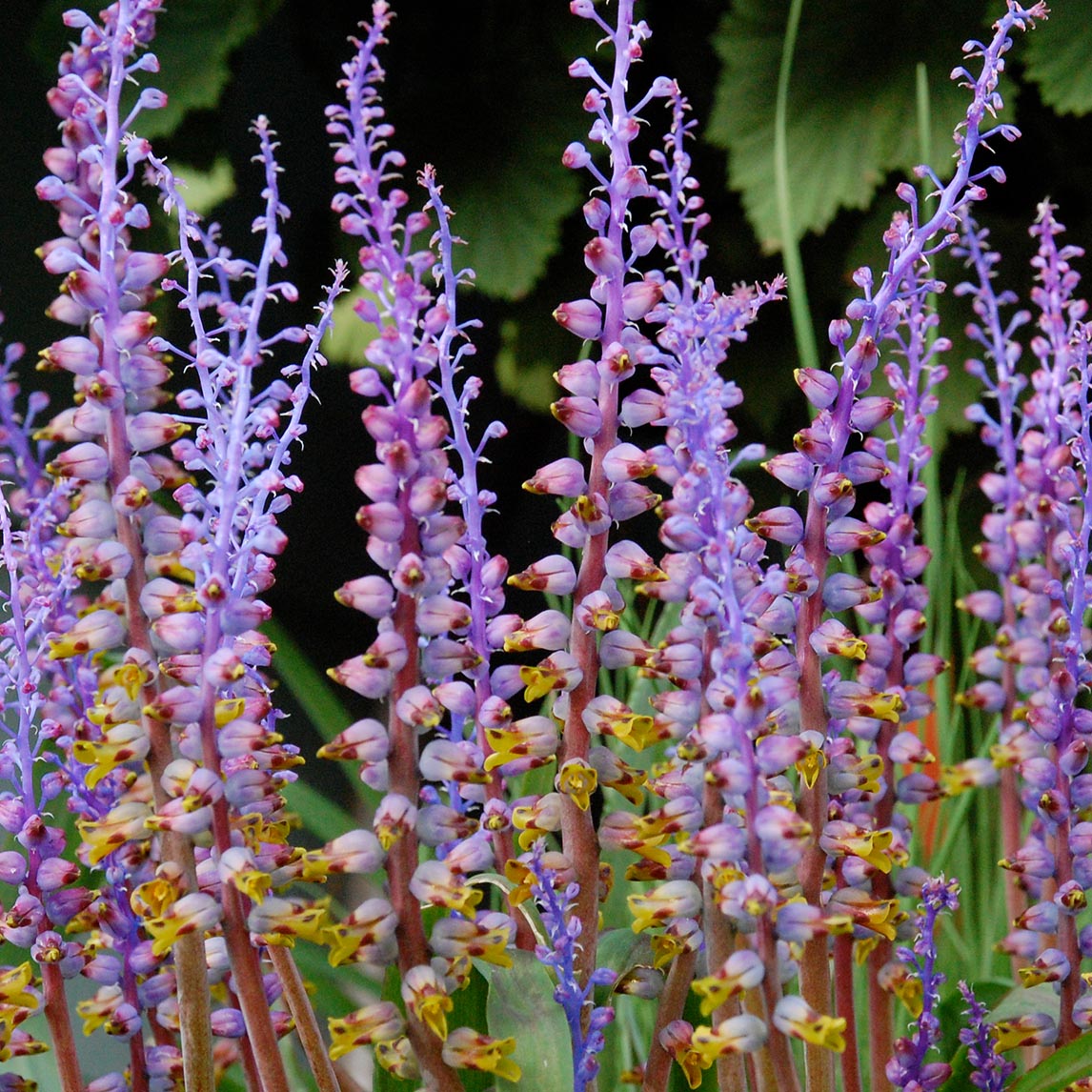Lachenalia Mutabilis