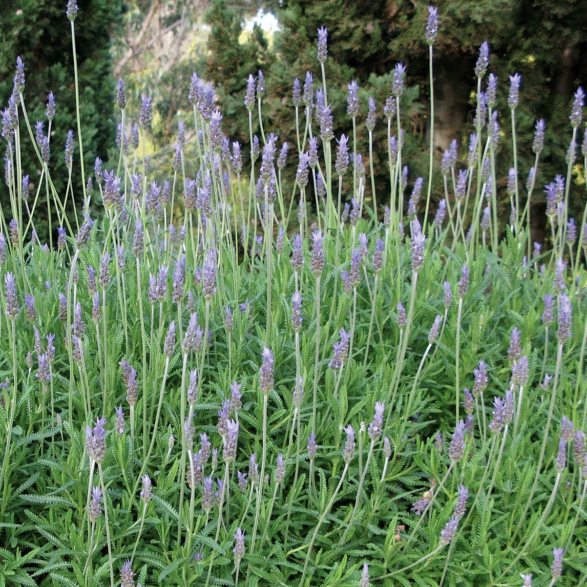 Lavender 'Dwarf Monet'