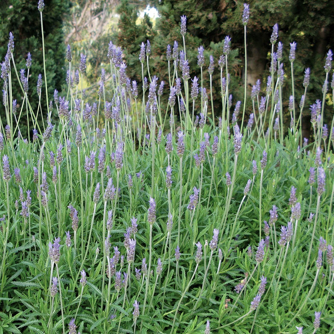 miniature lavender plant Lavender 'Dwarf Monet'