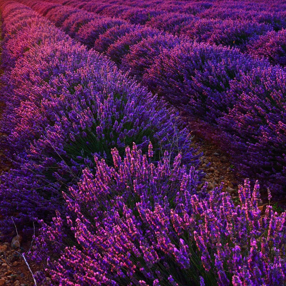 Lavender 'Grosso'  - The Diggers Club
