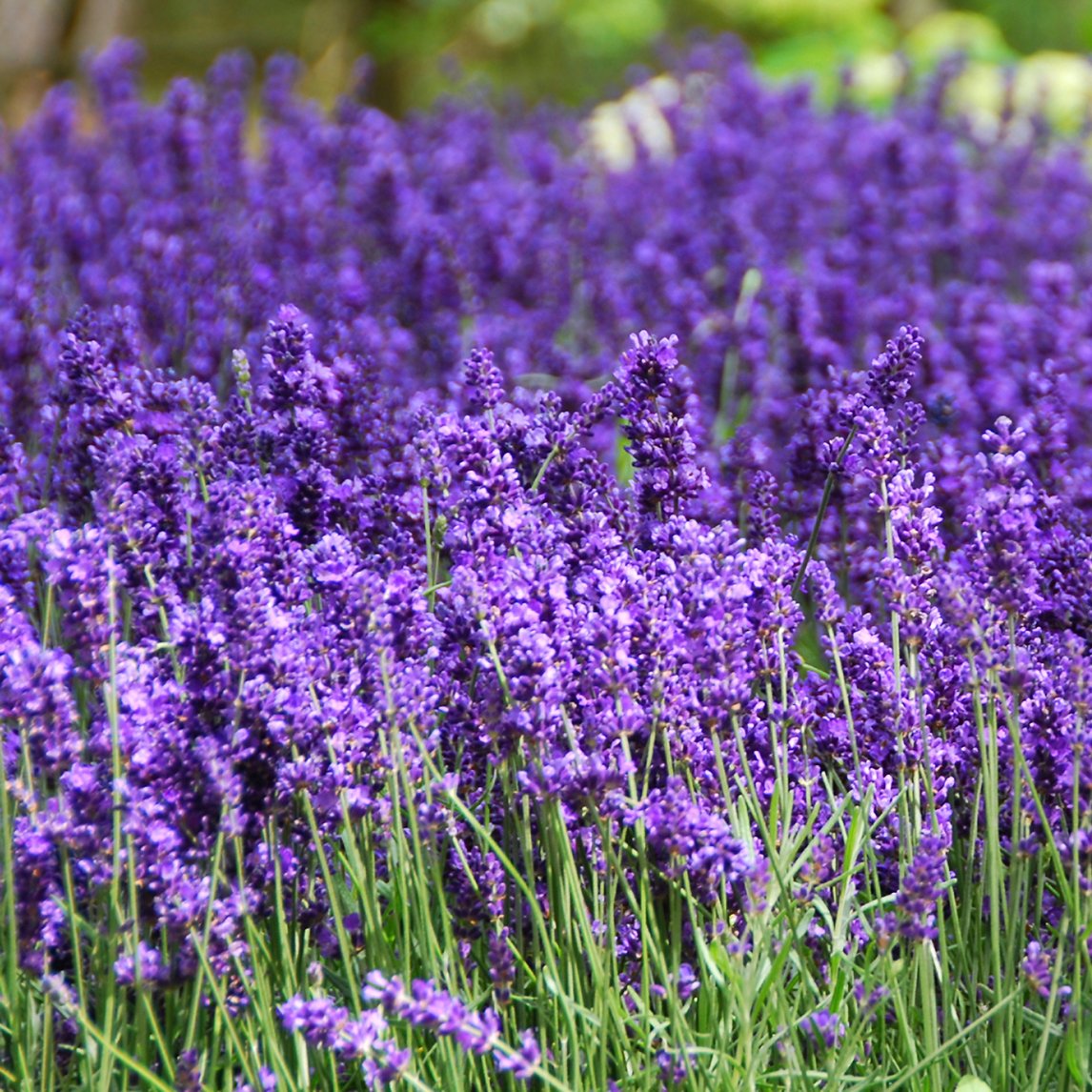 australian lavender plant Lavender 'Hidcote'