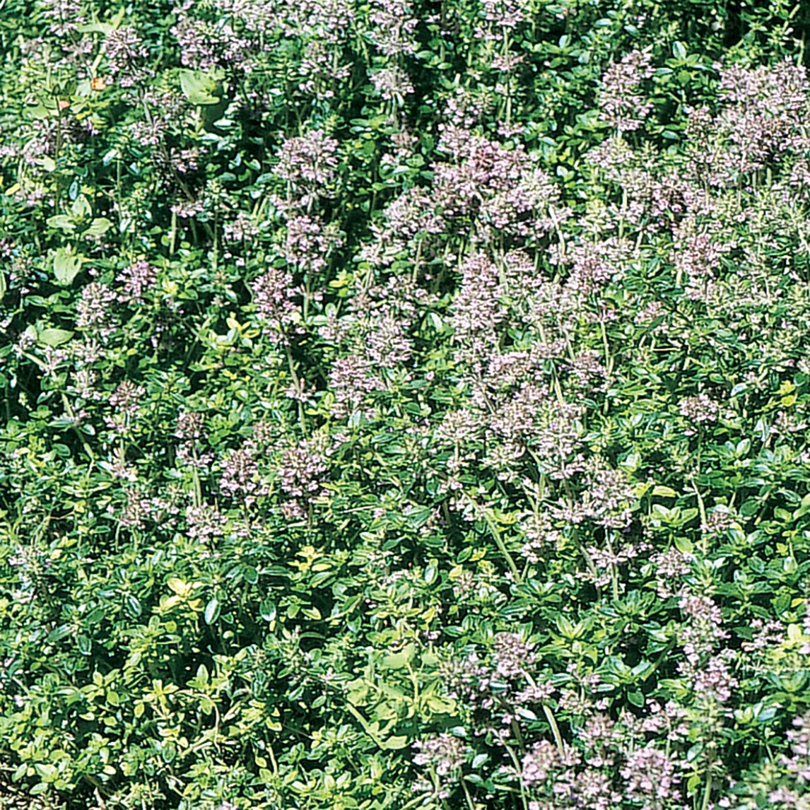 Lawn Thyme
