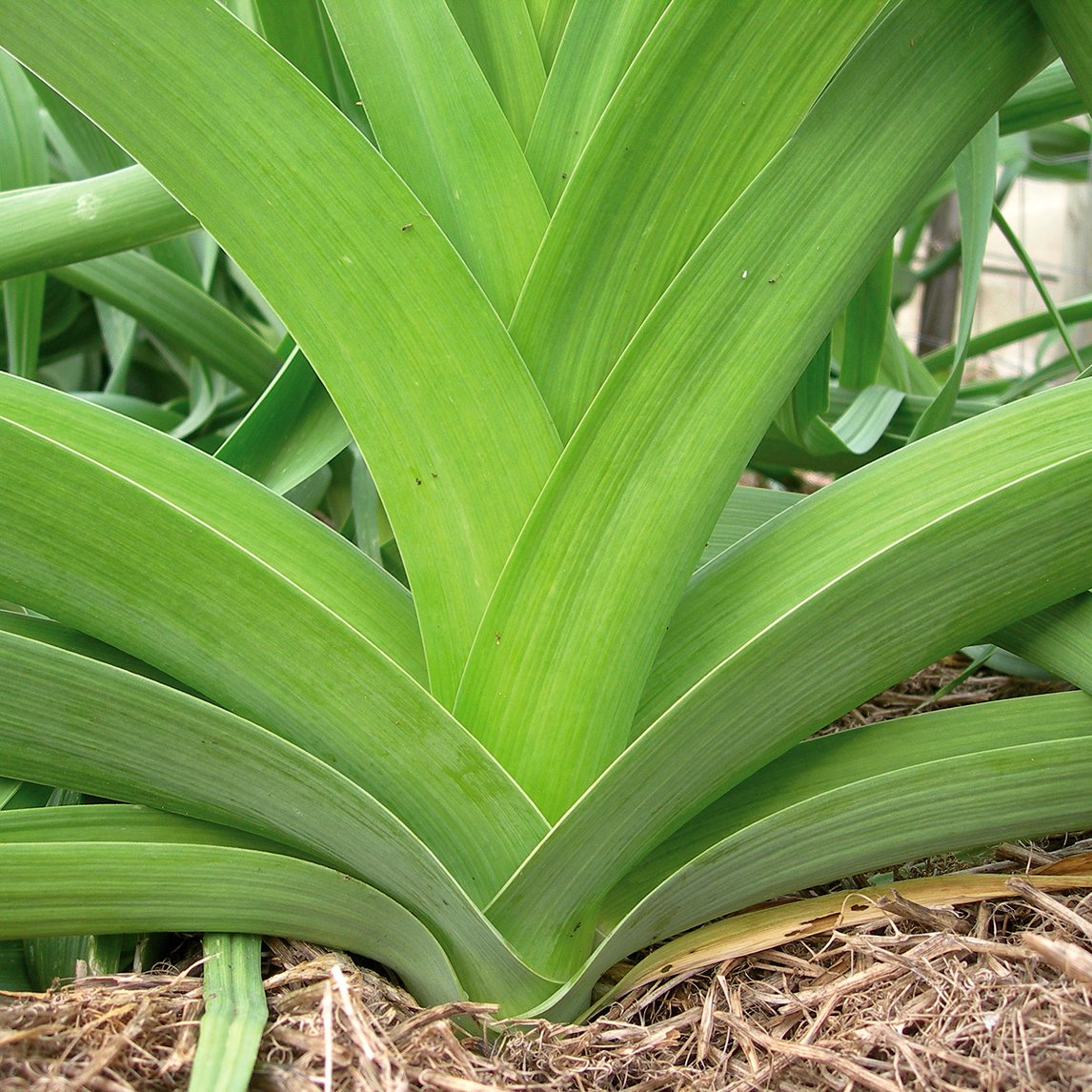 Leek 'Jaune Du Poitou' (Organic)