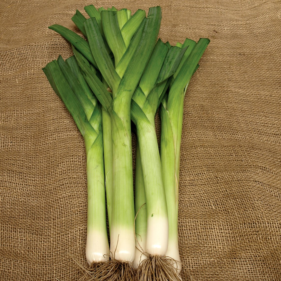 Leek 'King Richard' (Organic)