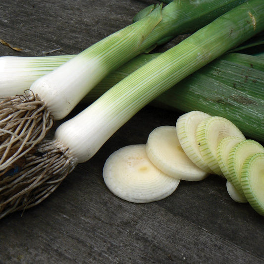 Leek 'Mammoth Blanch'