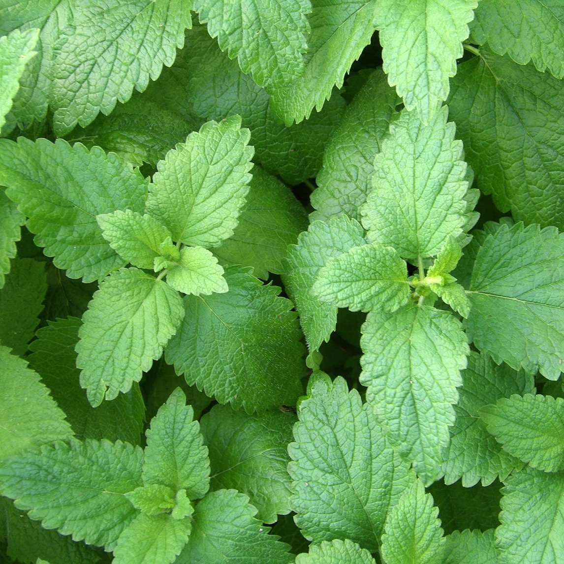 Lemon Balm