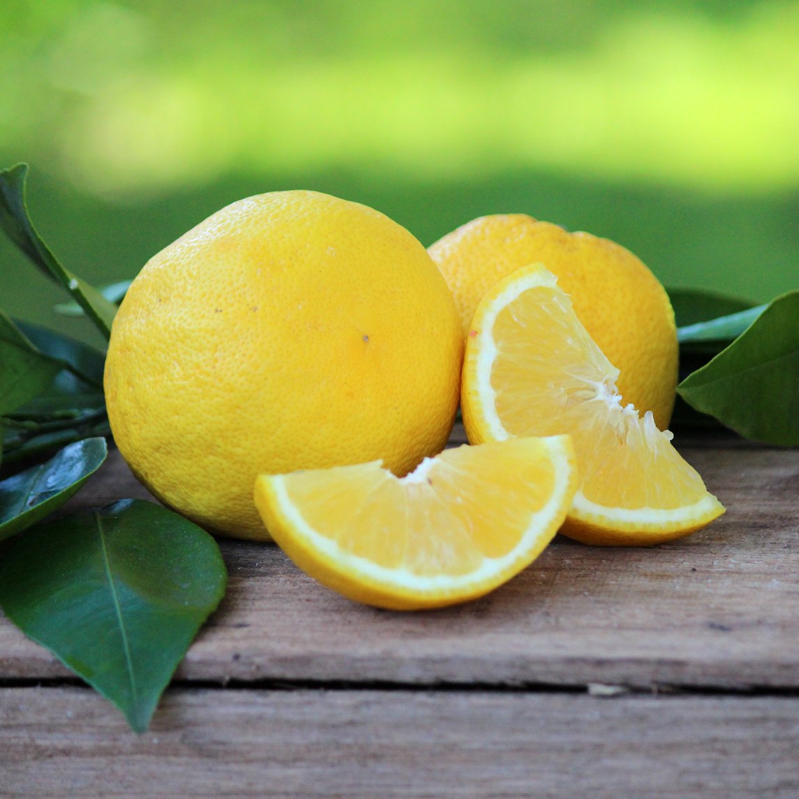 Lemon 'Lemonade' - The Diggers Club