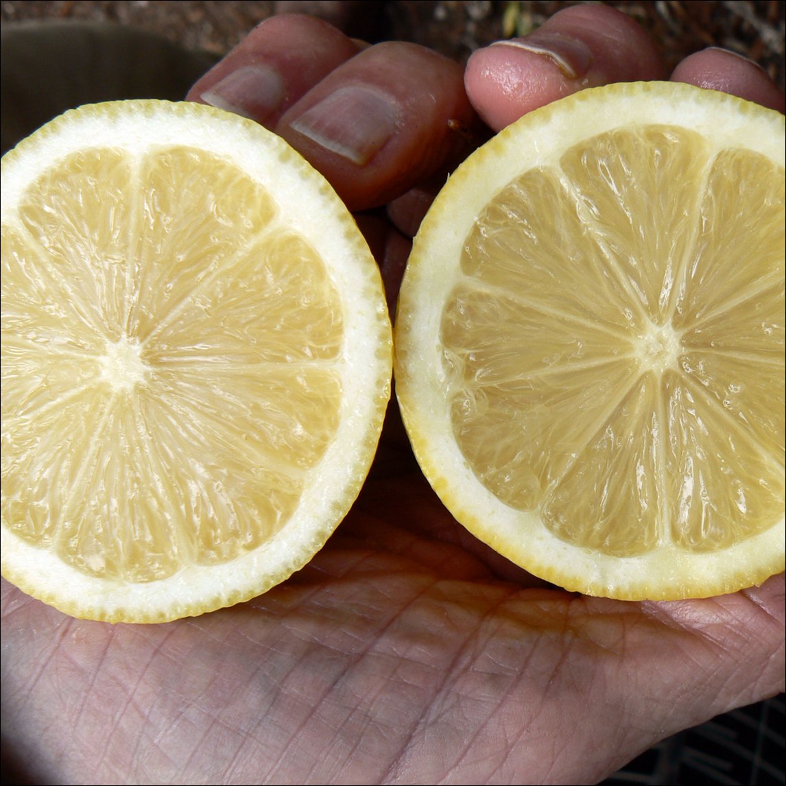 Lemon 'Prior Lisbon'