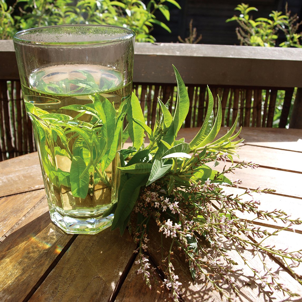 lemon verbena plant seeds Lemon Verbena