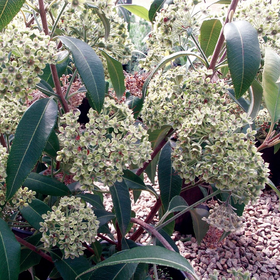 Lemon Myrtle