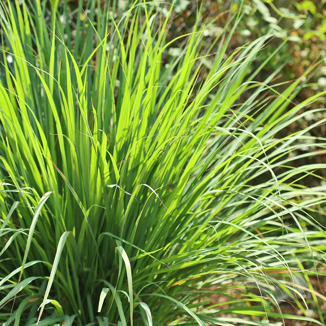 Lemongrass