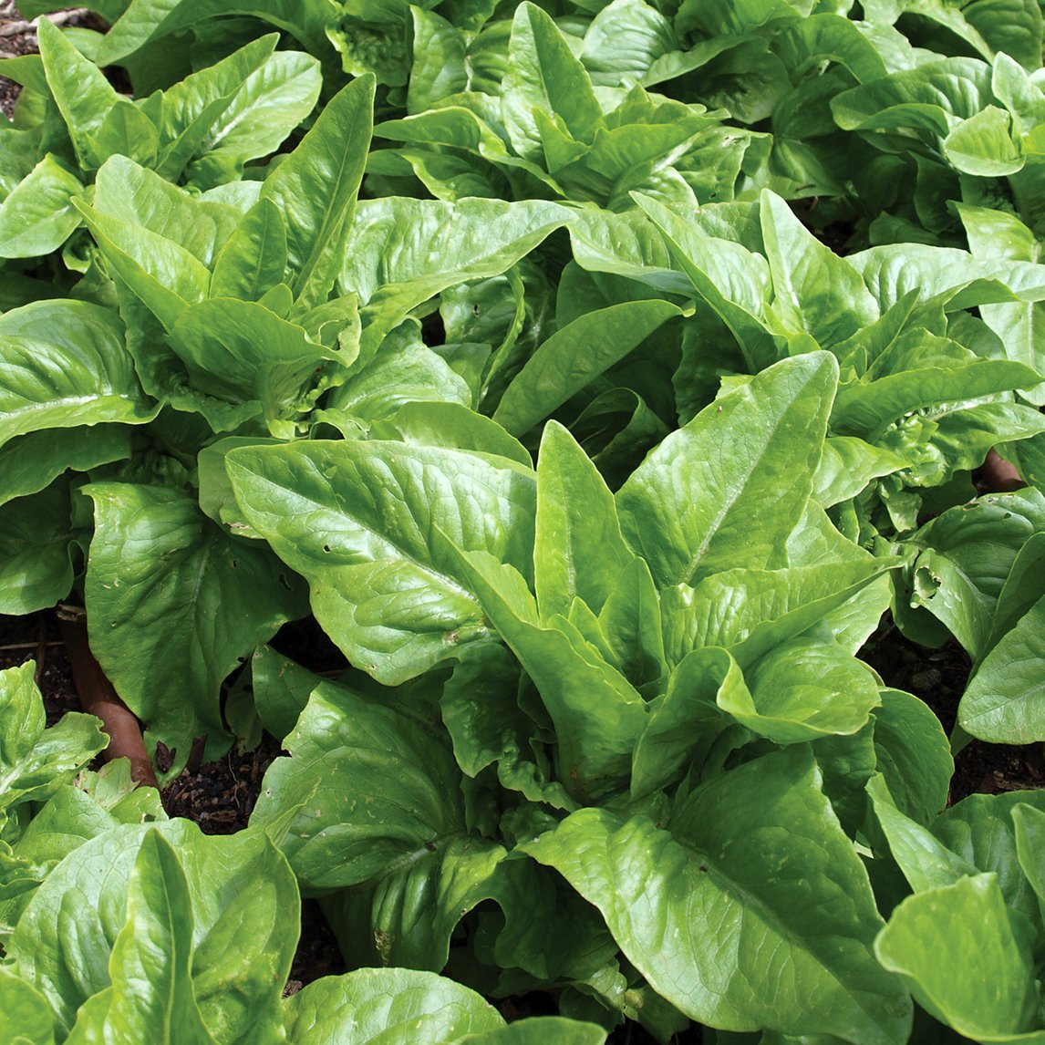 Lettuce 'Amish Deer Tongue'