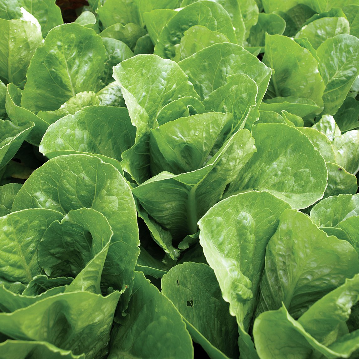 Lettuce 'Baby Cos' (Organic)
