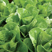 Lettuce 'Baby Cos' (Organic)
