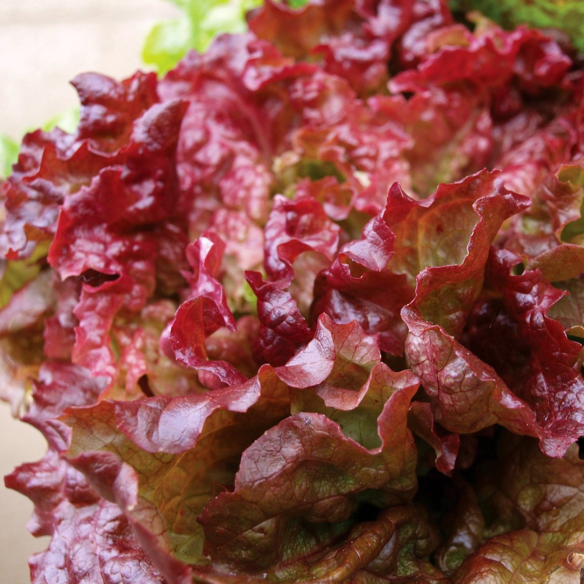 Lettuce &#39;Flame&#39;