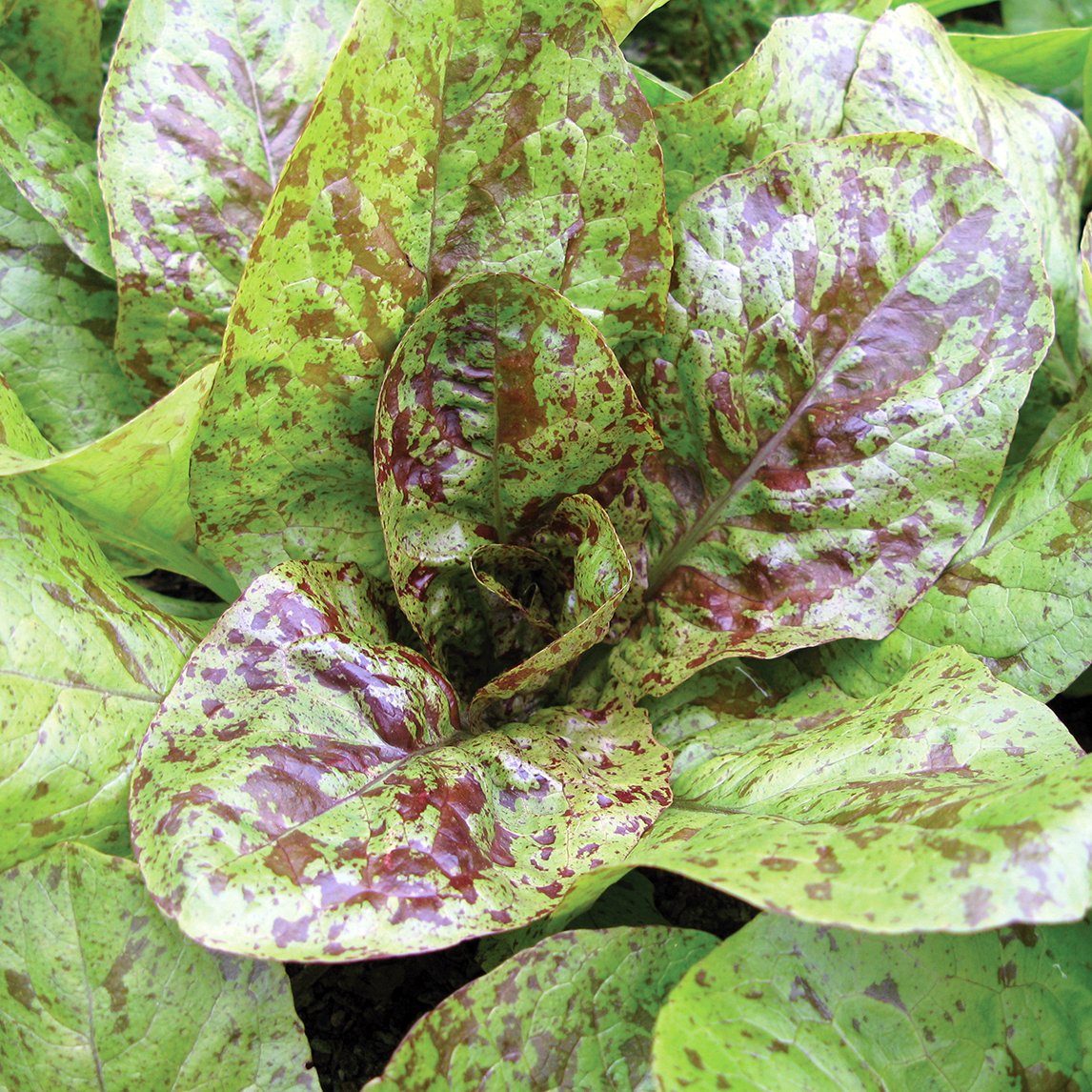 Lettuce 'Forellenschluss'