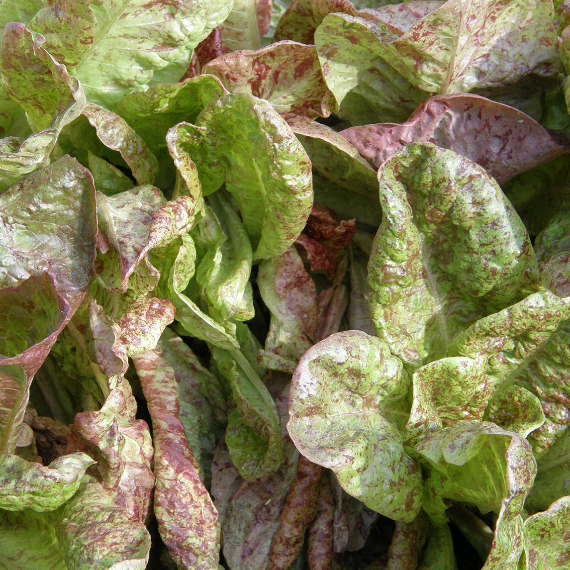 Lettuce &#39;Freckles Bunte&#39;