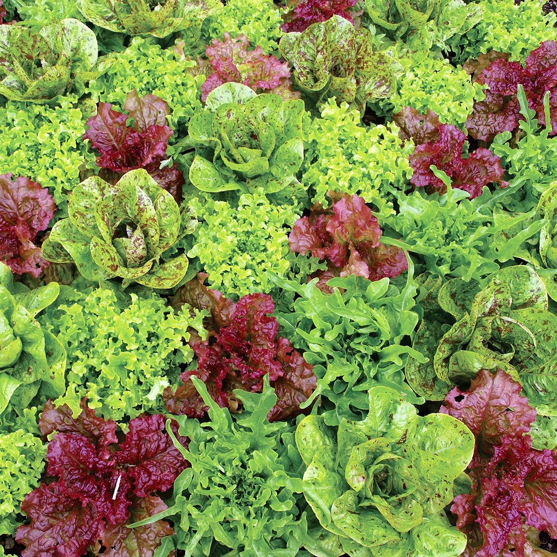 Lettuce Heirloom Mix