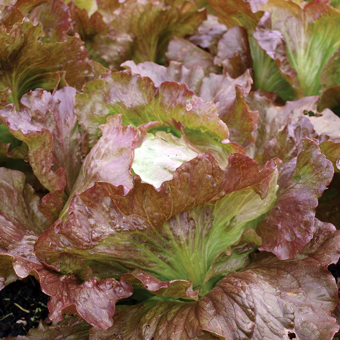 Lettuce 'Red Iceberg'