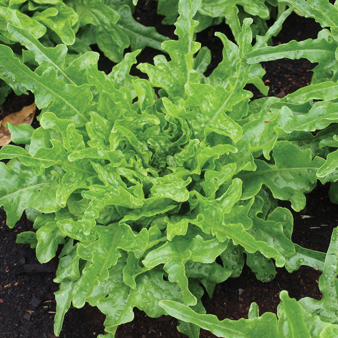 Lettuce 'Royal Oakleaf' (Organic)