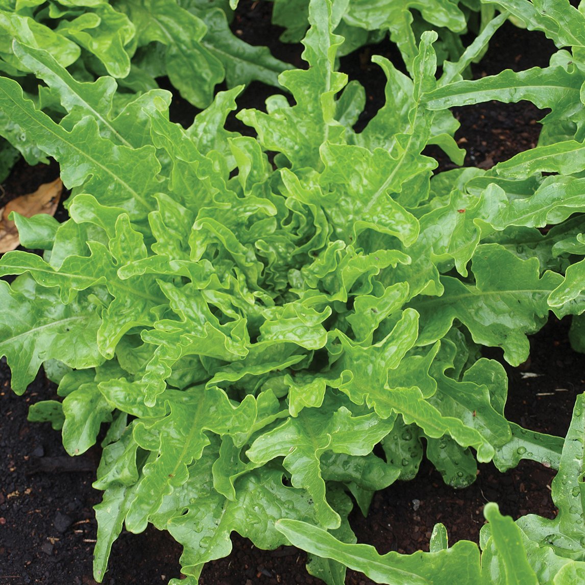 Lettuce &#39;Royal Oakleaf&#39; (Organic)
